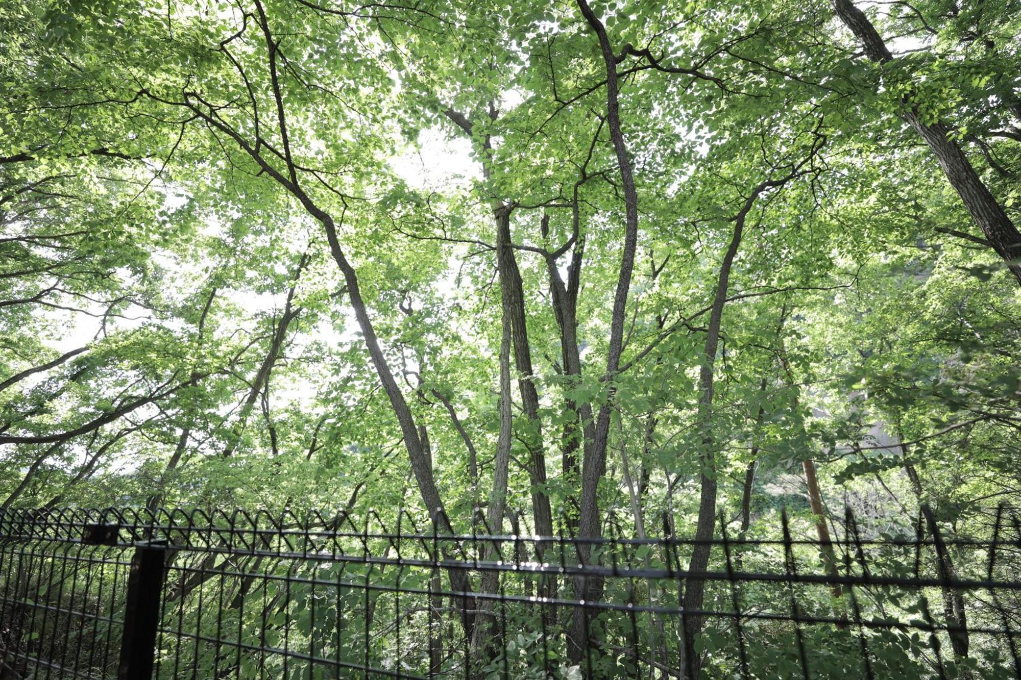 Sauna Forest Cabin 軽井沢 御代田　Mori-Asobi Oiwake Exterior foto